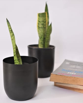 Succulent Black Metal Plant Pot