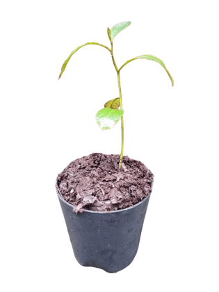 behada plant (Terminalia bellirica)