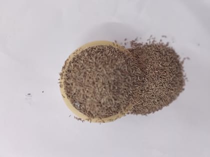 Cumin Seed 100 gm