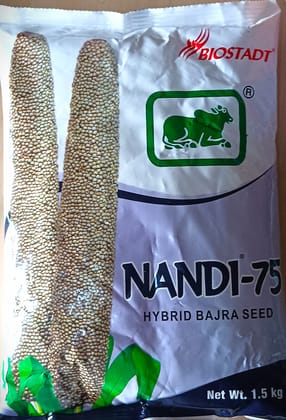 NANDI-75 HYBRID BAJRA SEED 1.5 KG