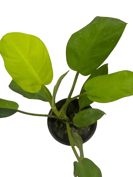 Golden Money plant