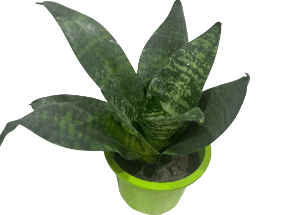 Snake plant