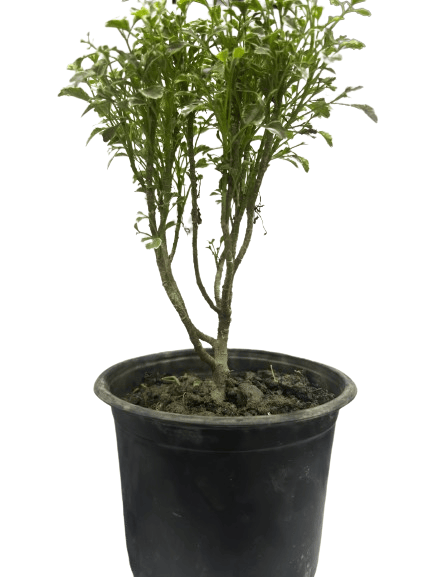 GreenPlanet Aralia Plant