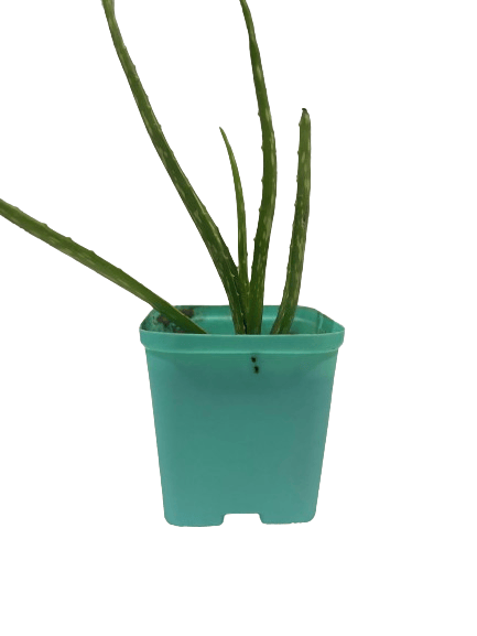 Aloe vera Plant