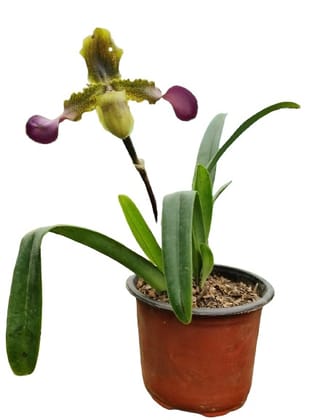 Venus slipper,Paphiopedilums,Paphs