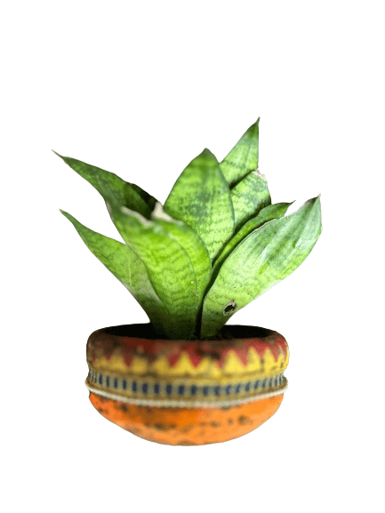 Snake Plant