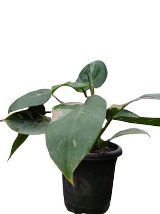 Philodendron White Knight