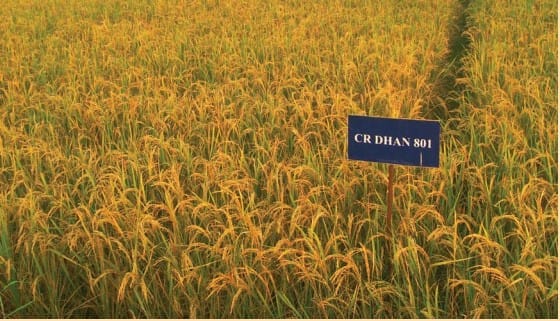 CR DHAN 801 PADDY SEEDS