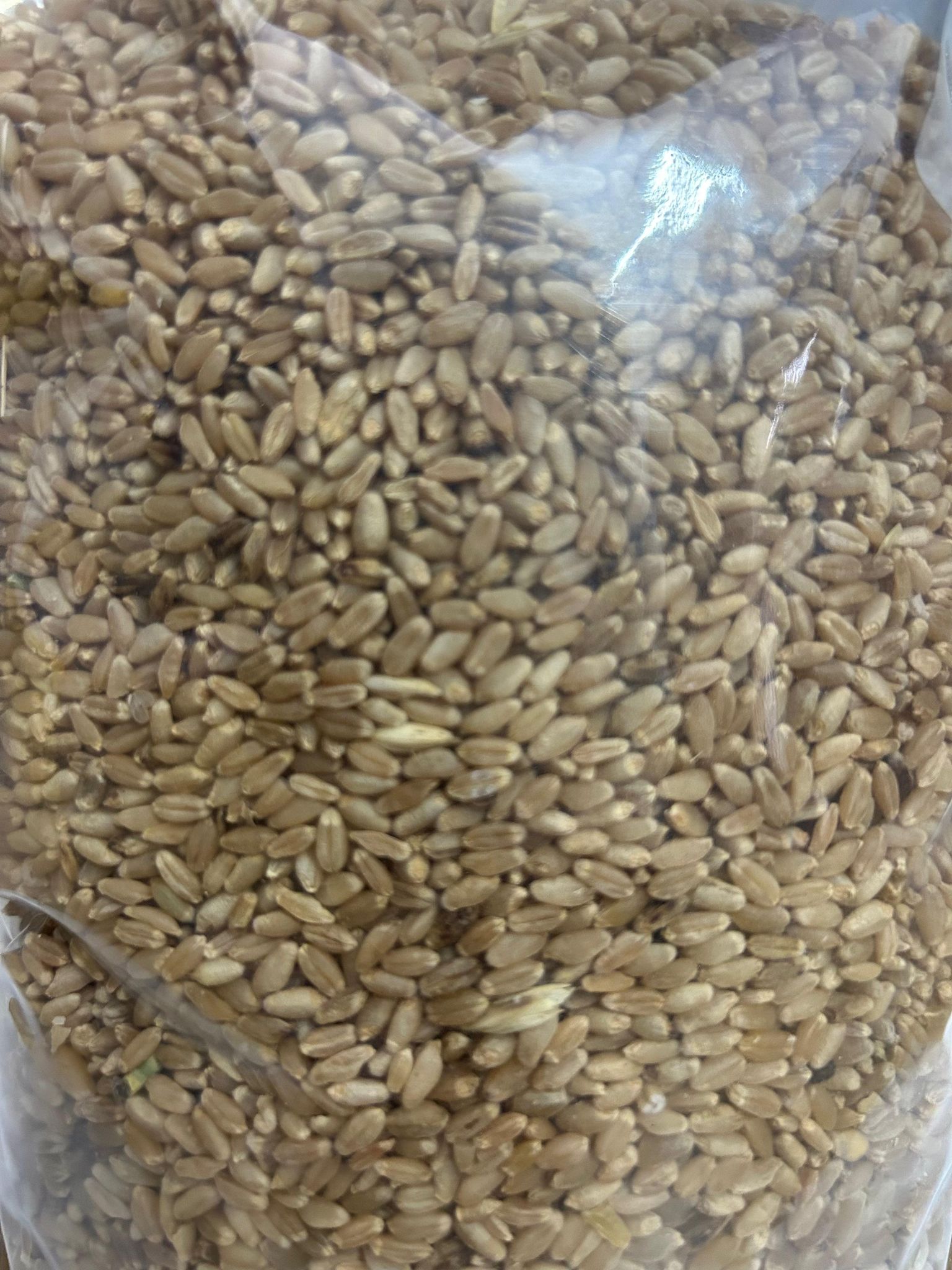 Wheat Grains