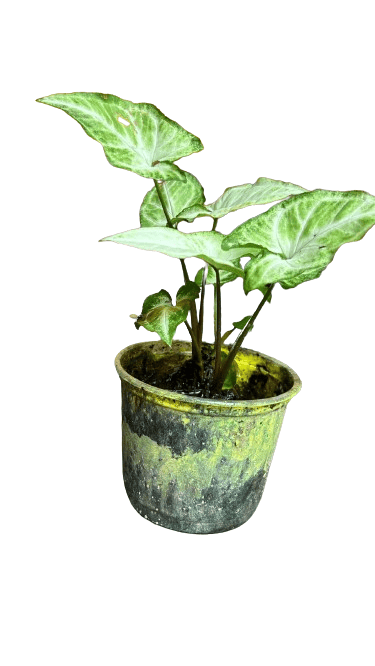 Arrowhead plant