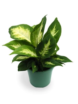 Dieffenbachia seguine