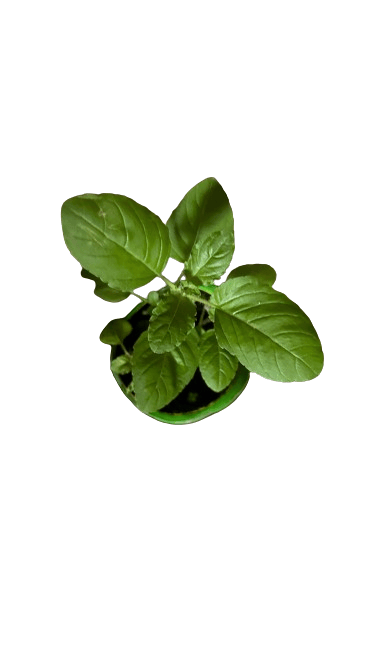 TULSI PLANT