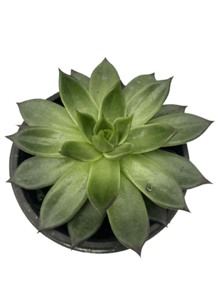 Laxmi Kamal Haworthia Succulent Plant