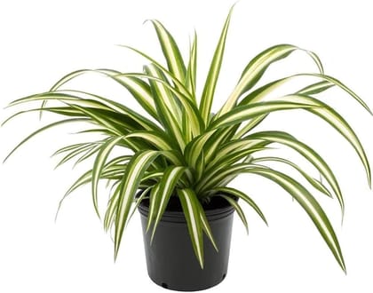 Spider Plant