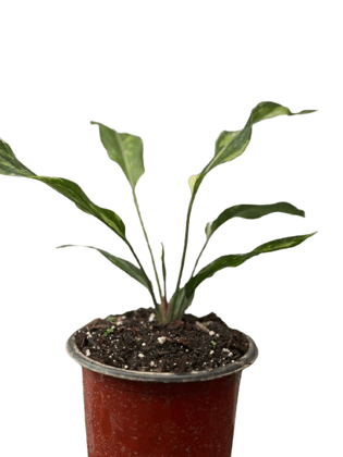 Anthurium Hookeri Plant