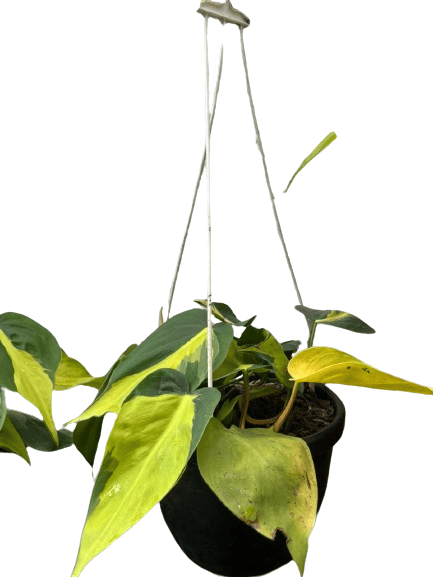 Philodendron Brazil Plant (small size)