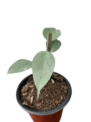 Silver Sword Plant