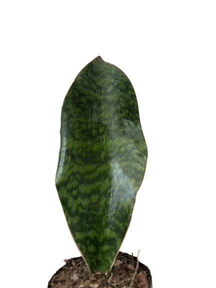 Whale Fin Plant