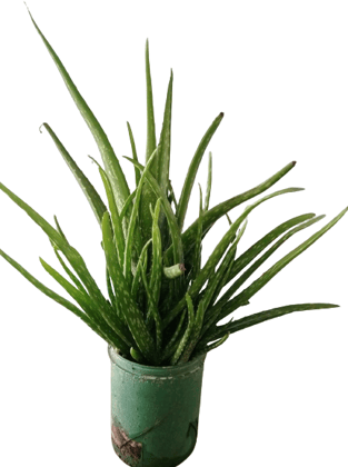 Aloevera Plant