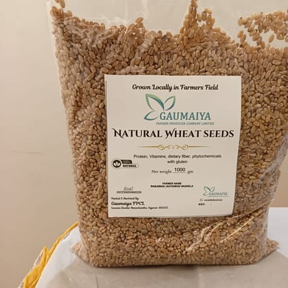 Raw wheat