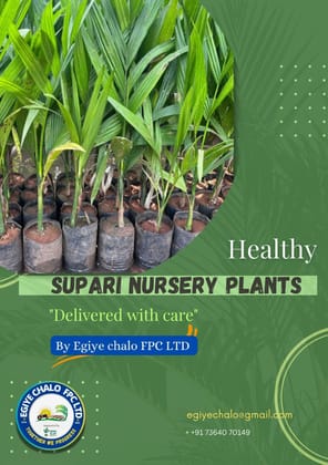 Healthy Supari Nursery Plant