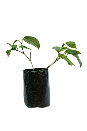 Healthy Black Paper Nursery Plant