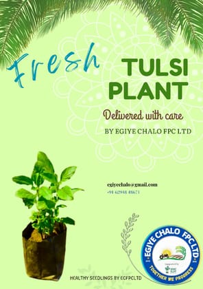 Fresh Tulsi Nursey Plant