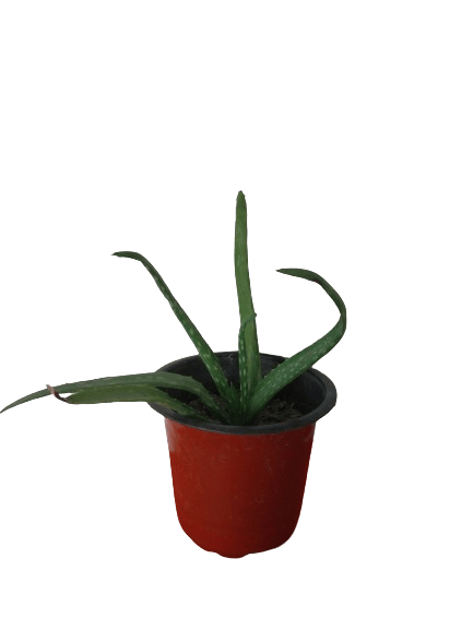 Aloe Vera Plant