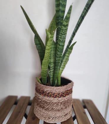 FIBER AND BANANA FLOWER POT