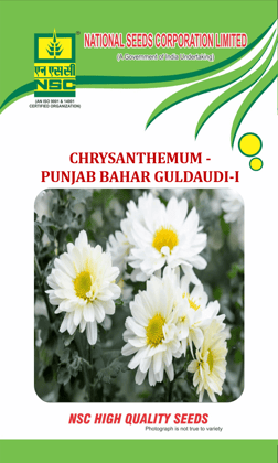 NSC Chrysanthemum /Punjab Bahar Guldaudi-I Seed - 5 gm packet