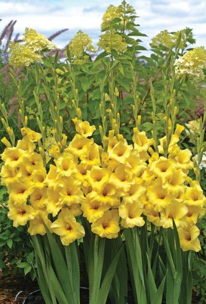 NSC Gladiolus Dhanvantri flower corms -2 in no.