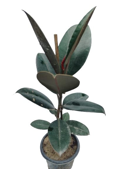 Home Décor Rubber Plant