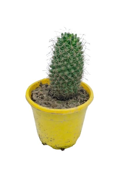 Home Decor Eplants Cactus Opuntia Microdasys Plant