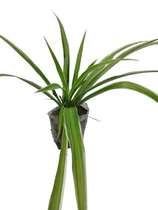 Phulwa Spider Plant