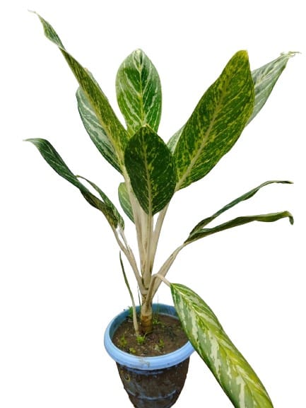 Aglaonema Golden Madonna  Evergreen