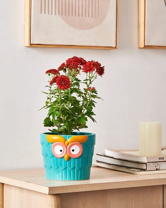 Decorative Charming Owl Face Resin Planter Pot