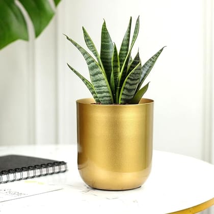 HomeStyle India Indoor planter Plant Gold Finish Planter for Living Room Table Decor | Decorative Modern Indoor Planter | Ideal for Gifting | Small Size 5 Inch