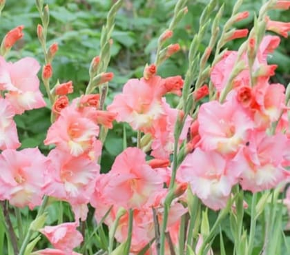 NSC Gladiolus variety Punjab Dawn - 2 no. of corms