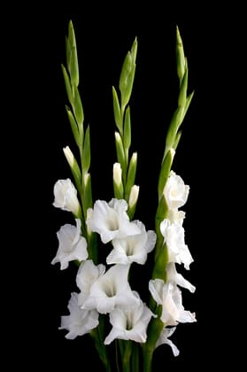 NSC Gladiolus variety Pusa Kiran - 2 no. of corms