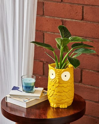 HomifyArt Long Neck Owl Planter Pot, Decor at Shelf, Table, Corner, Indoor/Outdoor, Yellow, 7" Inches 1 PCS