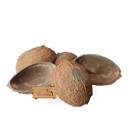 Coco Land Coconut Shell Natural Oval Pot (LARGE SIZE Pack of 30) 250 ml  Decorative Pots/Showpieces/Candle Making Bowl /Handicraft/Agro Craft