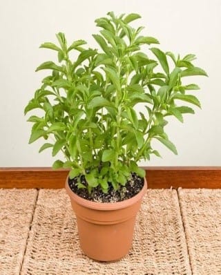 Stevia