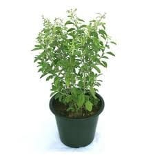 Tulsi