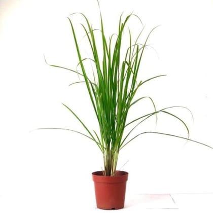 Lemon Grass