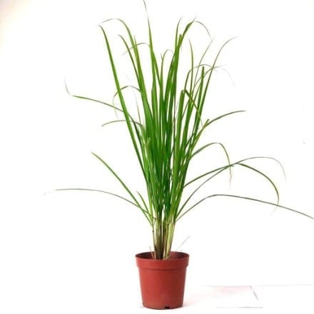 NSC Lemon Grass Live Sapling