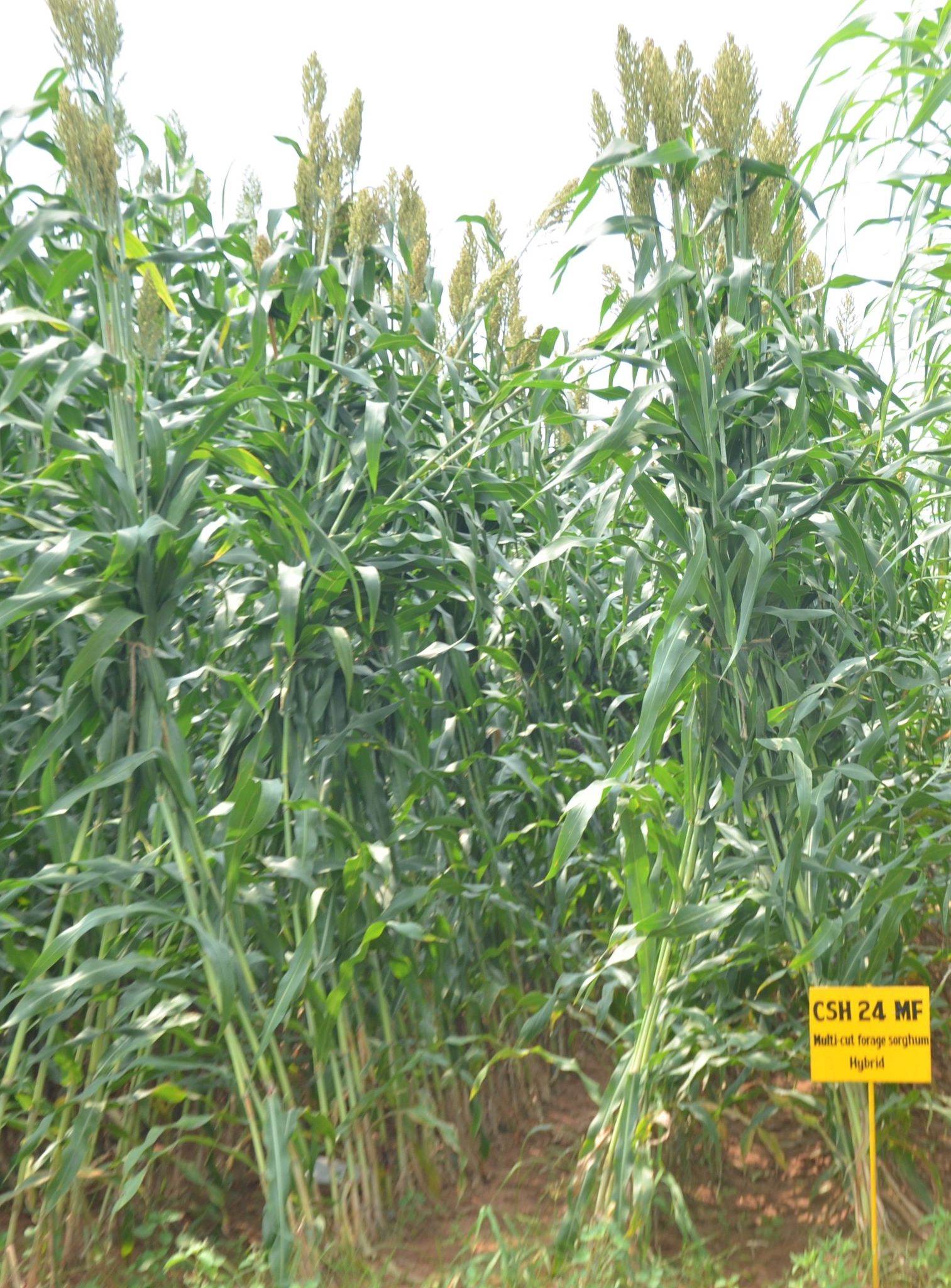 NSC FODDER SORGHUM HYBRID MULTICUT CSH-24 MF CERTIFIED SEEDS-5 KG