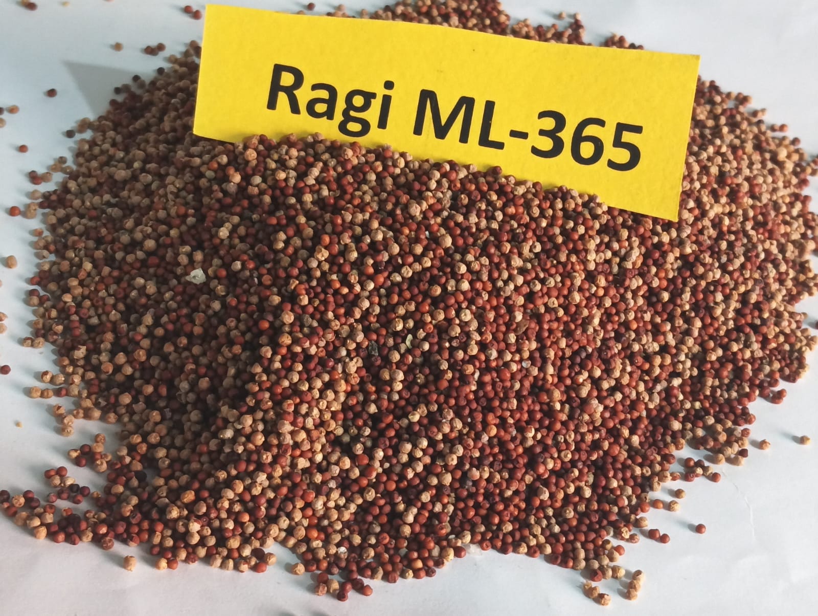 NSC RAGI ML-365 CS-5 KG