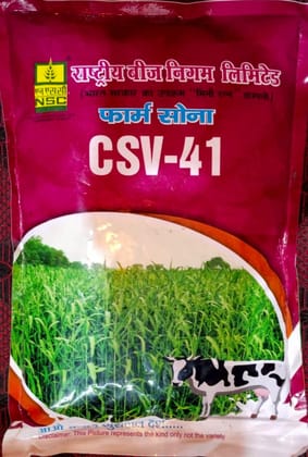 Sorghum - CSV-41