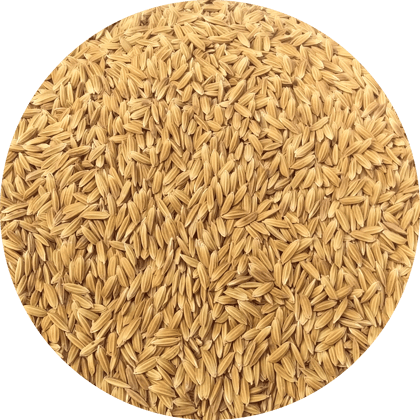 NSC PADDY JYOTHI TRUTHFULLY LABELLED SEEDS-10 KG