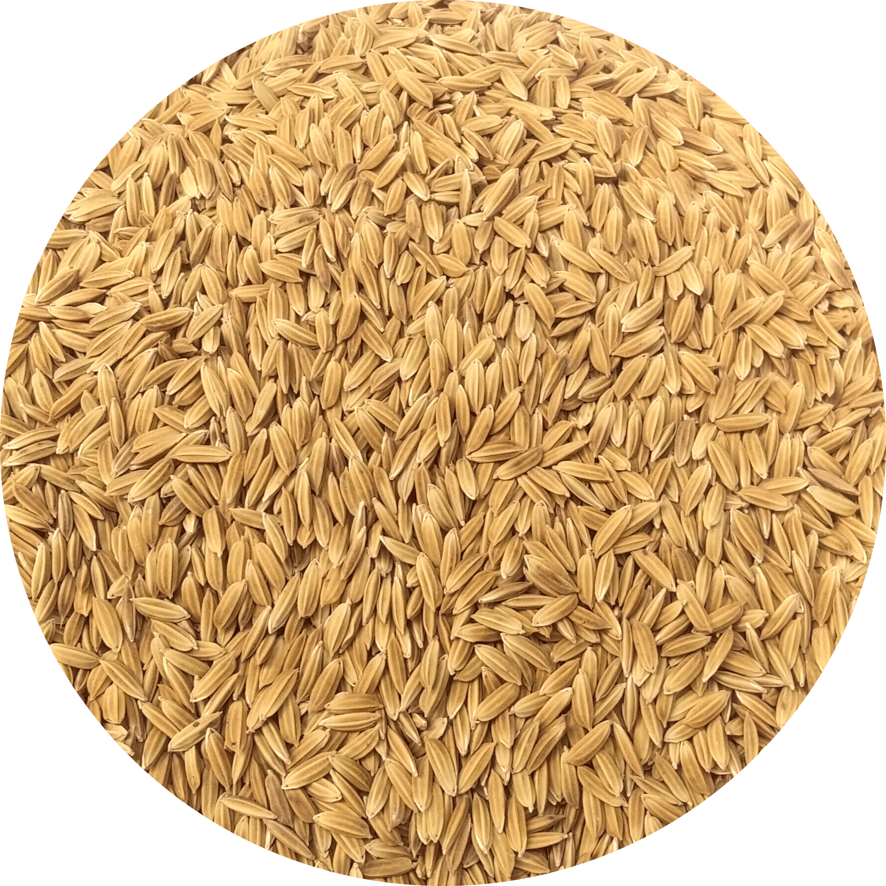 NSC PADDY JYOTHI TRUTHFULLY LABELLED SEEDS-10 KG